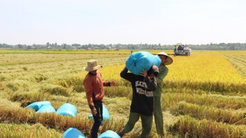 Lần đầu tiên Việt Nam bán gần 17 tấn khí giảm phát thải từ lúa